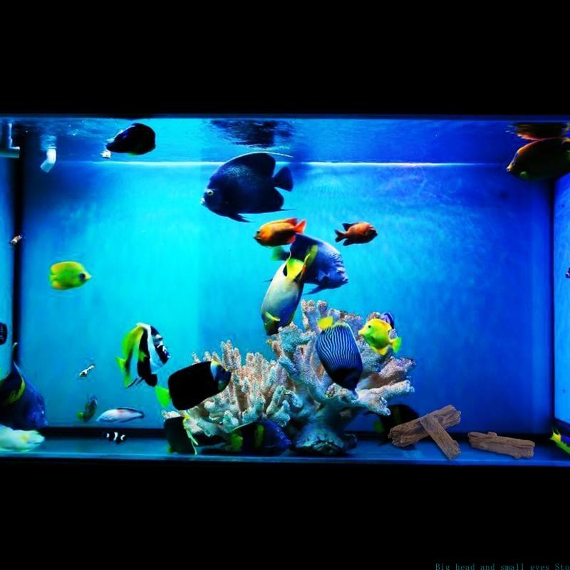 581C Stump Aquarium Trang trí  - đánh giá và giá Aquarium Moss