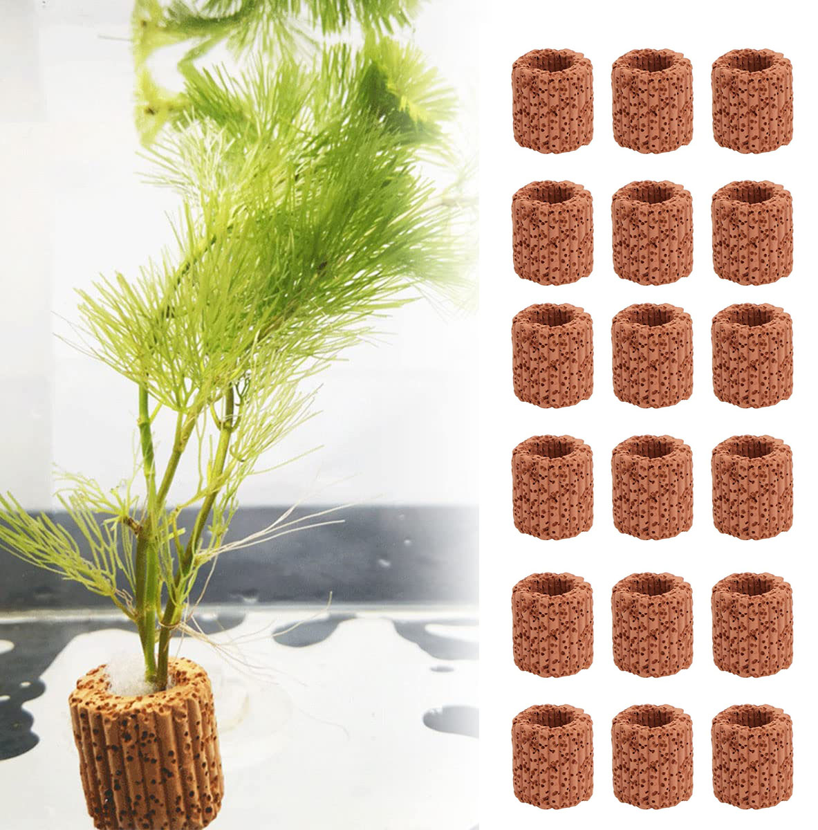 20 Cái/lốc Thủy Sinh Nước Nhẫn - đánh giá và giá Aquarium Plants Live