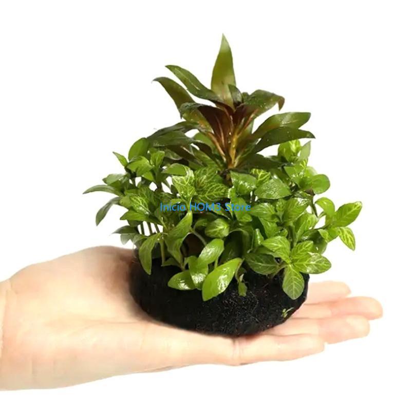Chất nền nhà máy nước an toàn  - đánh giá và giá Aquarium Plant Substrate