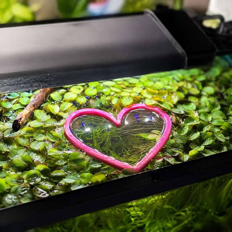 Heart Shaped Floating Fish Fee - đánh giá và giá Aquarium Fertilizer