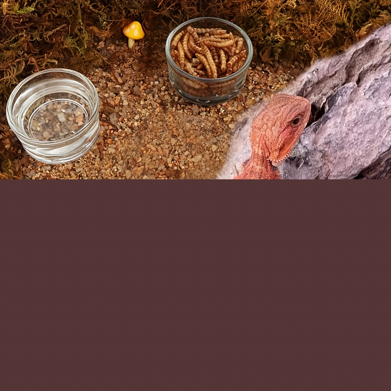 Glass Aquarium Mini Size Shrim - đánh giá và giá Aquarium Fertilizer