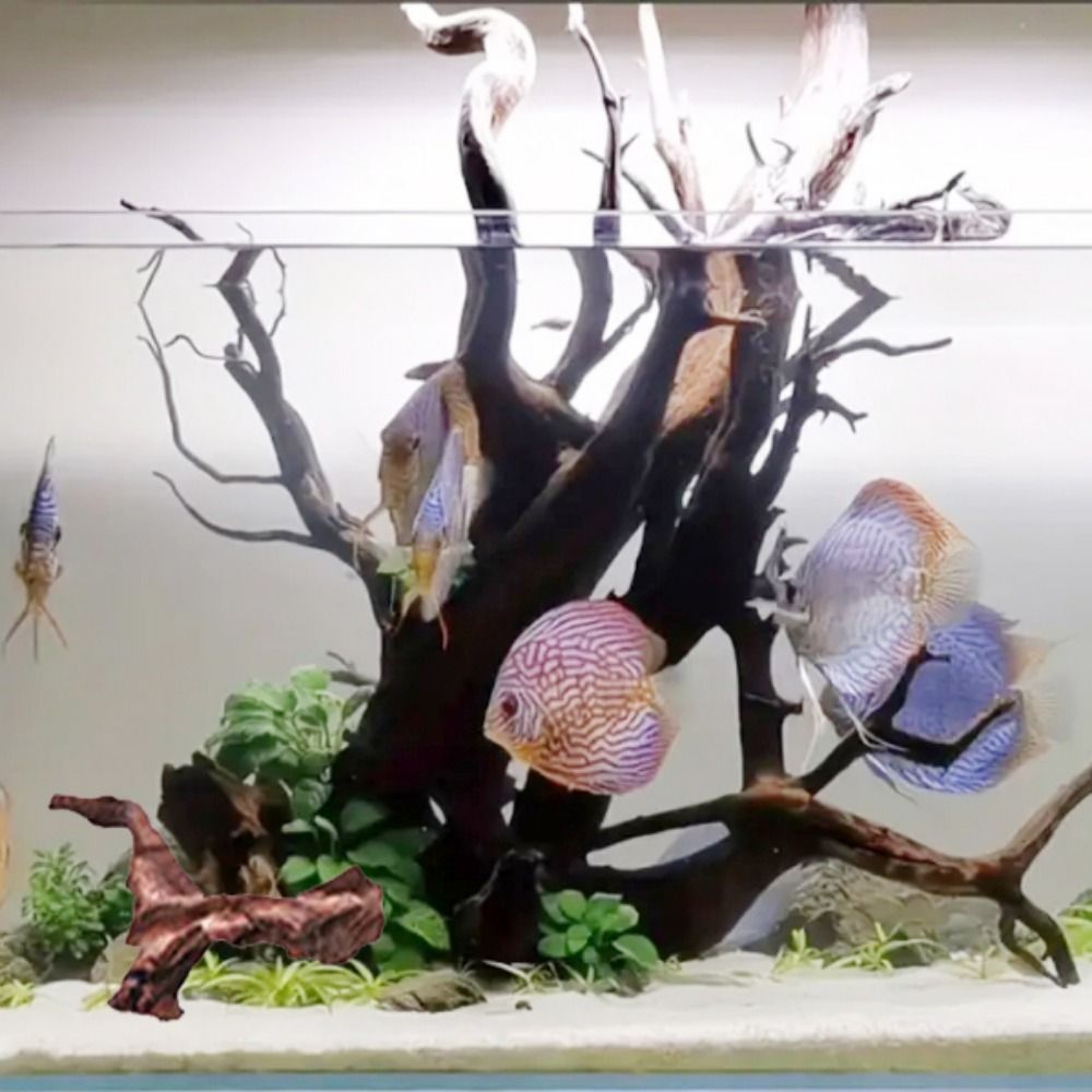 Creative Irregular Shape Coral - đánh giá và giá Aquarium Plants Live