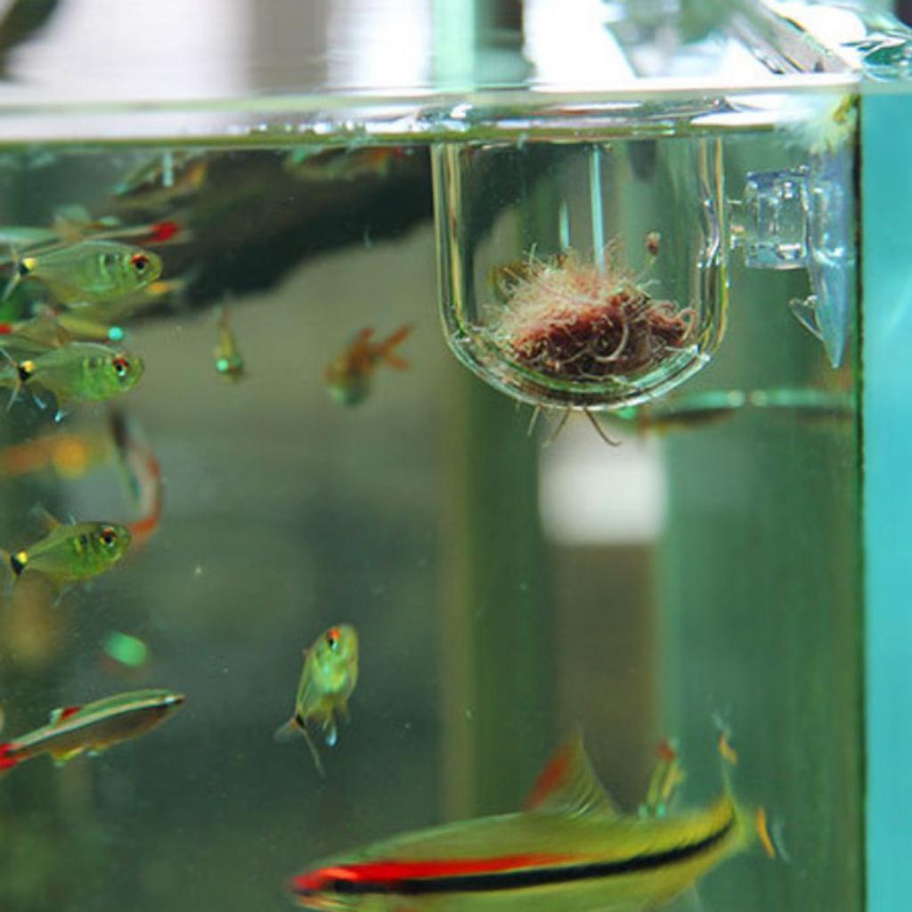 Fish Feeding Basket Glass Aqua - đánh giá và giá Plant Aquarium Pot
